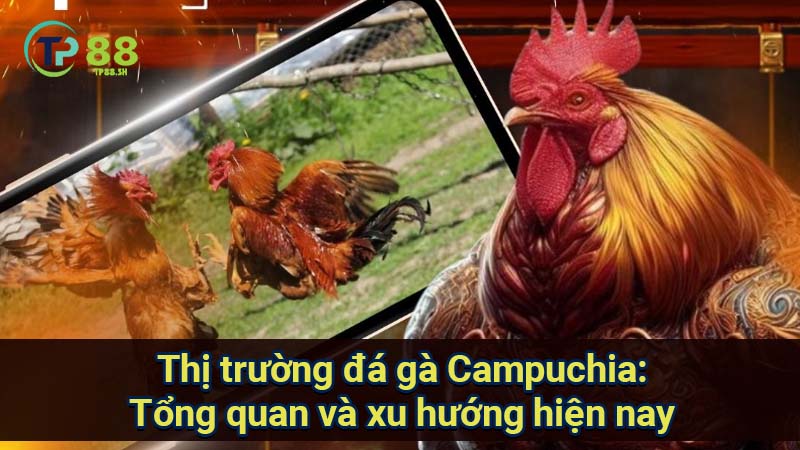 Đá gà Campuchia: Tổng quan thị trường và xu hướng 2 thi-truong-da-ga-campuchia:-tong-quan-va-xu-huong-hien-nay