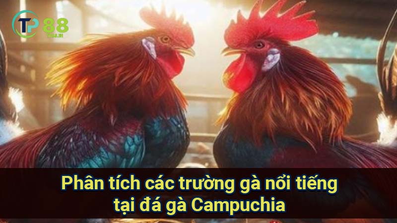 Đá gà Campuchia: Tổng quan thị trường và xu hướng 4 phan-tich-cac-truong-ga-noi-tieng-tai-da-ga-campuchia