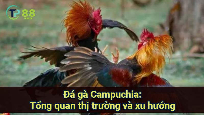 Đá gà Campuchia: Tổng quan thị trường và xu hướng 3 da-ga-campuchia