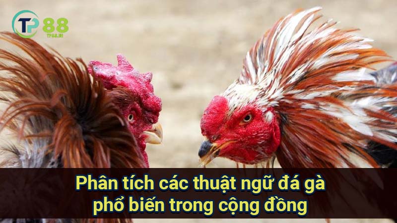 Thuật Ngữ Đá Gà Theo Giống Gà: Đặc Điểm & Phân Loại 3 phan-tich-cac-thuat-ngu-da-ga-pho-bien-trong-cong-dong