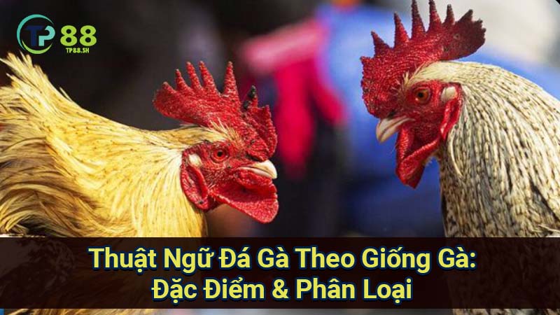 Thuật Ngữ Đá Gà Theo Giống Gà: Đặc Điểm & Phân Loại 2 thuat-ngu-da-ga-tp88