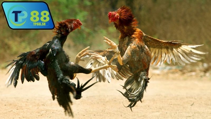 Nhà cái chính thức uy tín đá gà Thomo có pháp lý rõ ràng