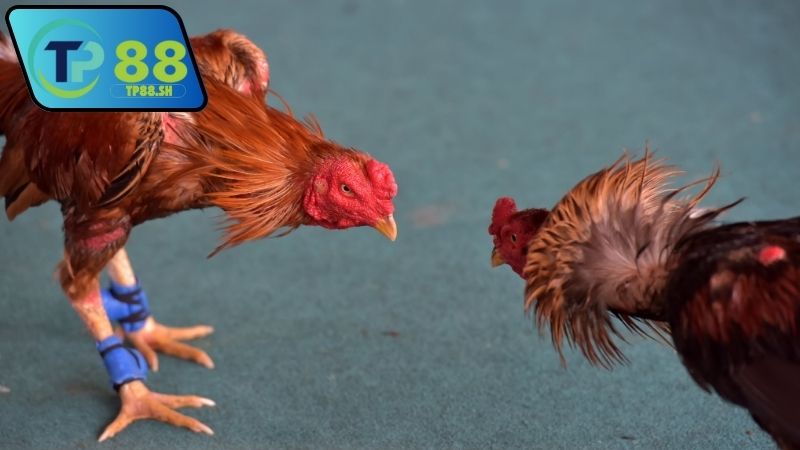 Nhà cái chính thức uy tín đá gà Thomo có dịch vụ chuyên nghiệp