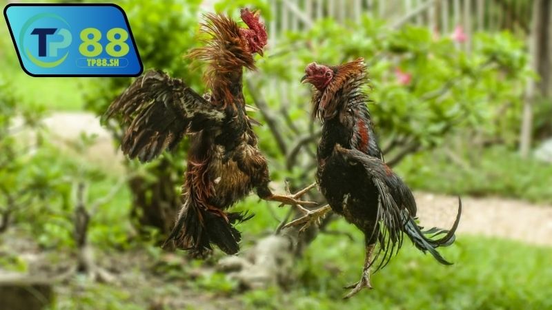 Nhà cái chính thức uy tín đá gà Thomo được người chơi tin dùng