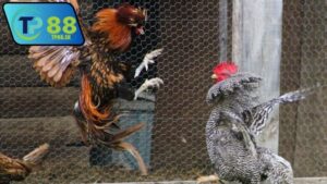 nha-cai-chinh-thuc-uy-tin-da-ga-thomo