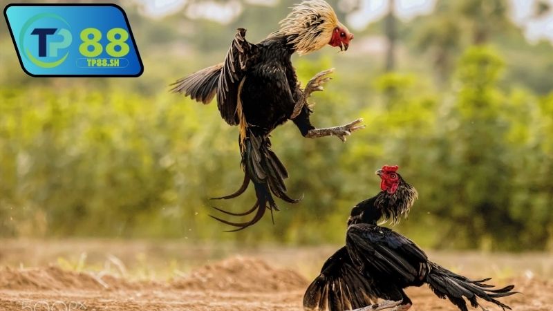 Nhà cái chính thức uy tín đá gà Thomo VN999 đáng tin cậy 7 nha-cai-chinh-thuc-uy-tin-da-ga-thomo-vn999